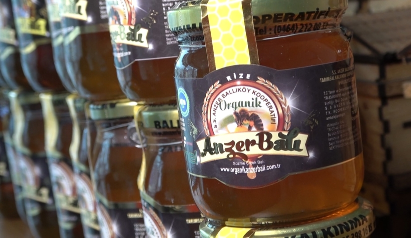 Anzer Balları, tahlil için yola çıktı