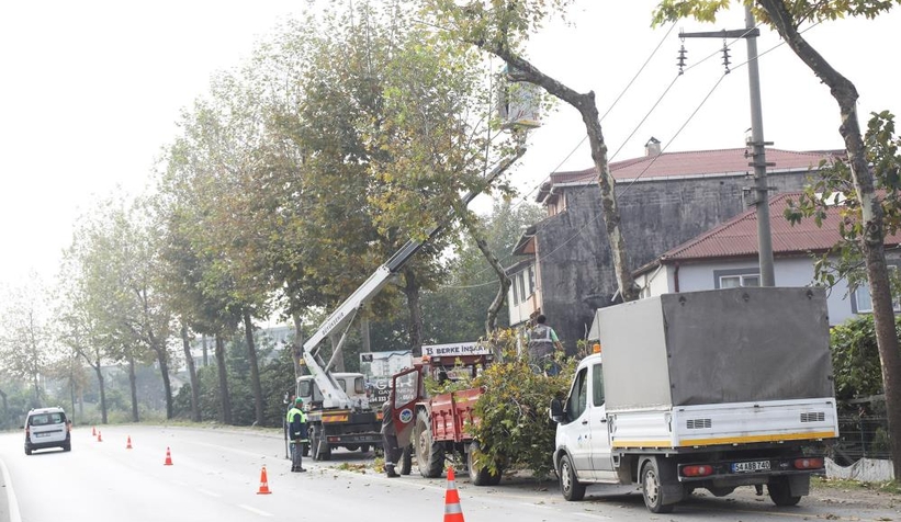 Araç trafiği için risk oluşturan ağaçlar budanıyor