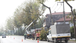 Araç trafiği için risk oluşturan ağaçlar budanıyor