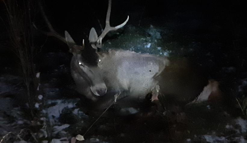 Aracın çarptığı geyik yaralandı