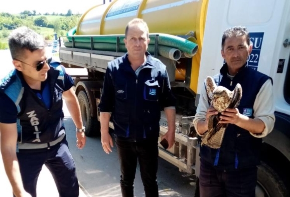 Aracın çarptığı şahin yaralandı