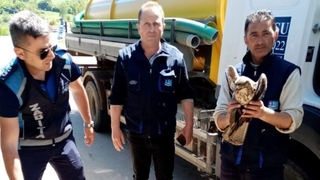 Aracın çarptığı şahin yaralandı