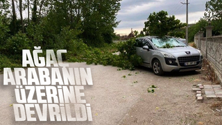 Aracın üzerine ağaç devrildi