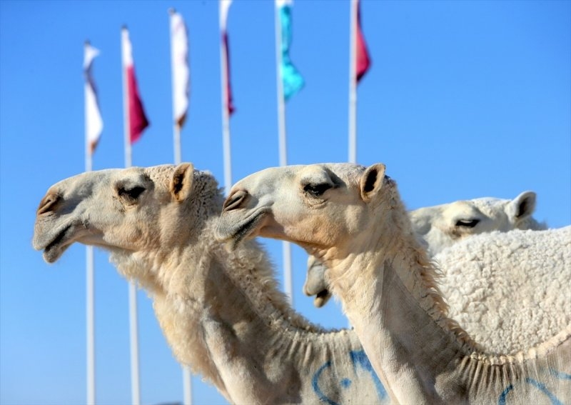 Arap develeri Katar'ın en güzeli olmak için yarışıyor