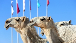 Arap develeri Katar'ın en güzeli olmak için yarışıyor