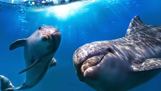 Araştırma: Müzik, yunuslarla iletişim kurmanın anahtarı olabilir