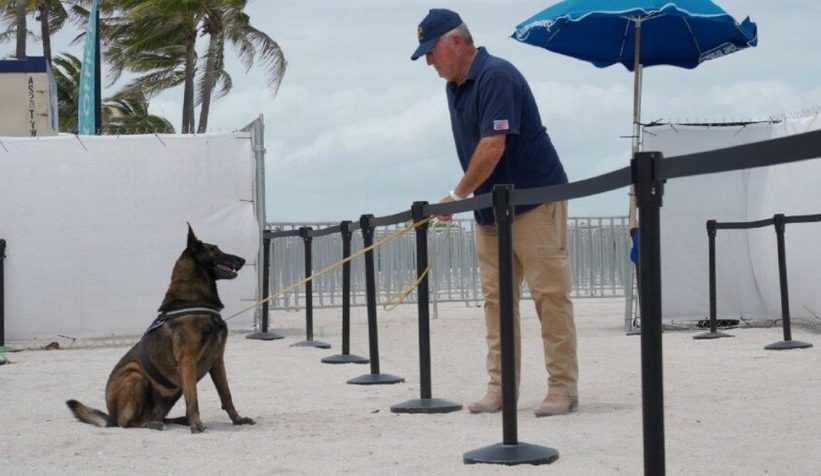 Araştırmacılar, Covid teşhisi için köpekleri inceliyor