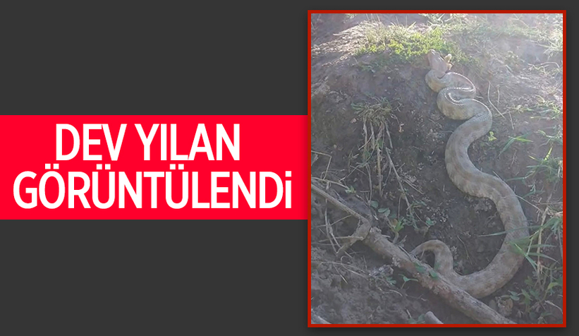 Arazide karşılaştılar, gözlerine inanamadılar