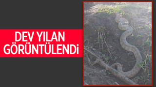 Arazide karşılaştılar, gözlerine inanamadılar