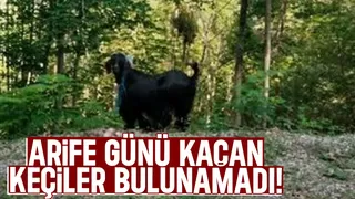 Arife günü kaçan 4 keçi kayıp