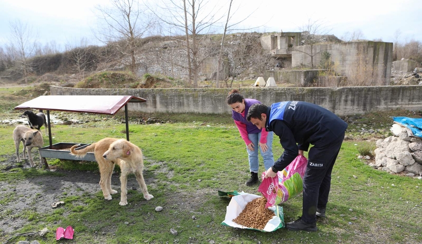 Arifiye Belediyesi sokak hayvanlarını unutmuyor