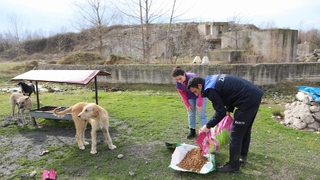 Arifiye Belediyesi sokak hayvanlarını unutmuyor