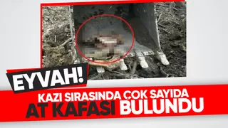 Arifiye'de çok sayıda at kafası bulundu