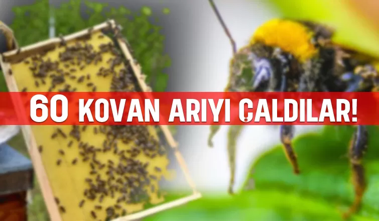 Arıları çaldılar