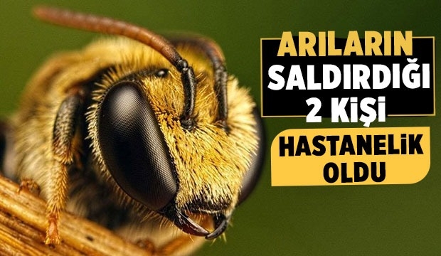 Arıların soktuğu 2 kişi hastaneye kaldırıldı