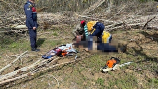 Arkadaşının kestiği ağacın altında can verdi