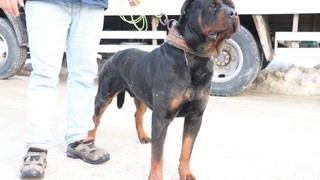 Artık yeni yuvasında