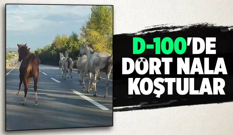 Asfaltı hipodrom sanıp dörtnala koştular