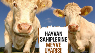 Aşırı meyve tüketimi büyükbaş ve küçükbaş hayvanlarda ölüme yol açabilir