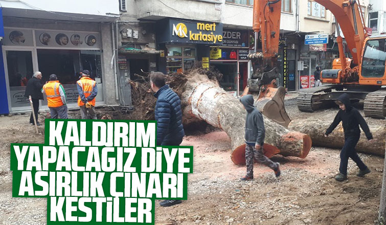 Asırlık çınar kaldırım kurbanı oldu