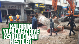 Asırlık çınar kaldırım kurbanı oldu