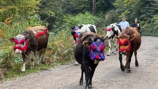 Asırlık gelenek; Hayvanlarını süsleyip dönüyorlar