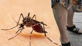 Asya kaplanı uyarısı