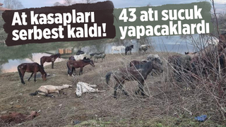 At kasapları serbest kaldı