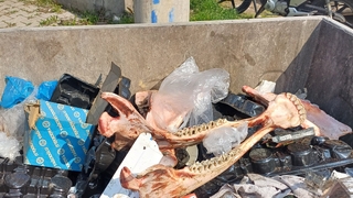 At kesen şahıs yakalandı