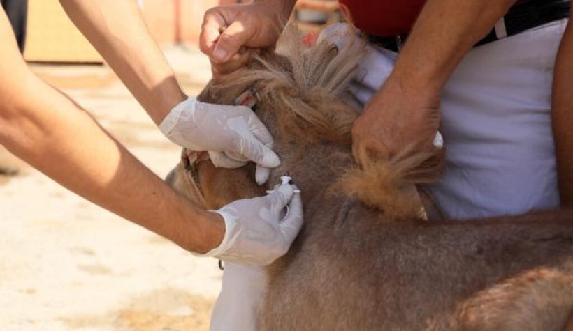 At ve eşeklere çip takılıyor, takmayana ceza var
