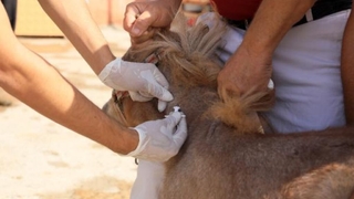 At ve eşeklere çip takılıyor, takmayana ceza var