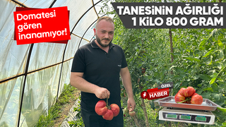 Ata tohumuyla yetişen dev domatesler şaşırtıyor