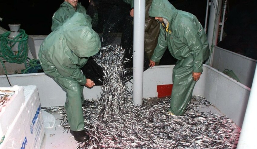 Av başladı kasalar dolusu hamsilerle doldu