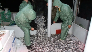 Av başladı kasalar dolusu hamsilerle doldu