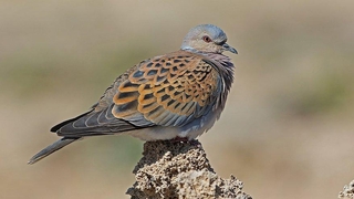 Av izni verilen hayvanlar için imza kampanyası: Vurma Beni