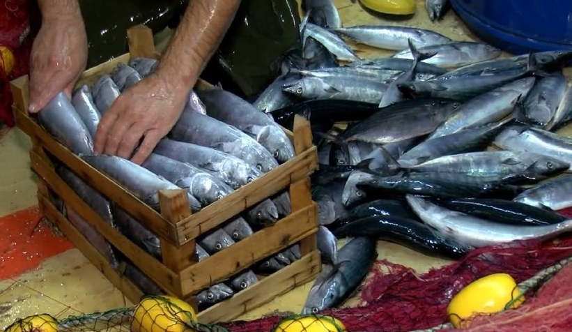 Av sezonu açıldı, ilk balık mezatları yapıldı