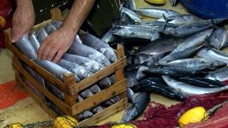 Av sezonu açıldı, ilk balık mezatları yapıldı