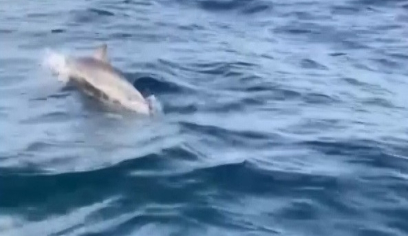 Ava çıkan balıkçılara yunuslar eşlik etti