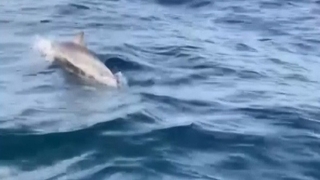 Ava çıkan balıkçılara yunuslar eşlik etti