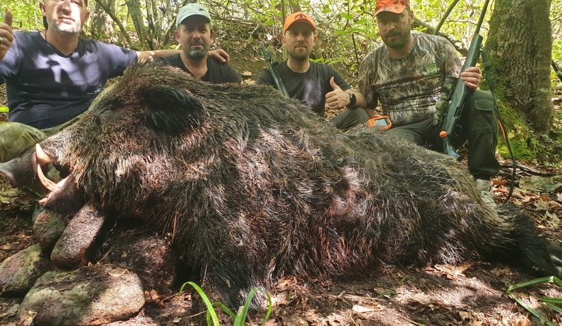 Avcılar dev iki domuzu vurdu