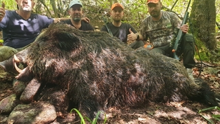 Avcılar dev iki domuzu vurdu