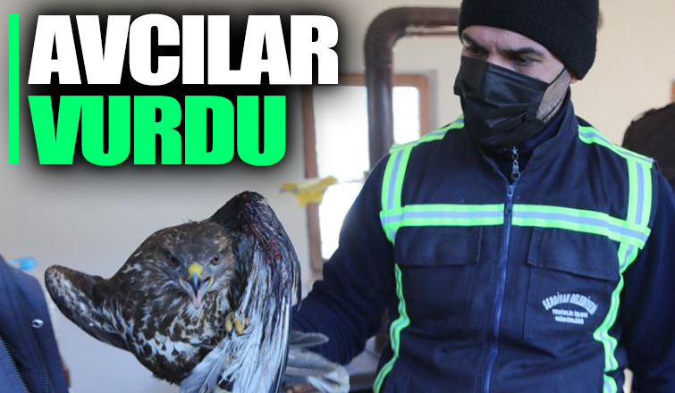 Avcıların vurduğu doğan ölmek üzereyken bulundu