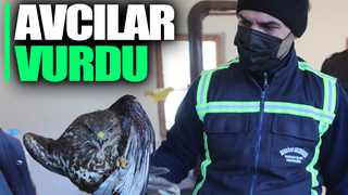 Avcıların vurduğu doğan ölmek üzereyken bulundu