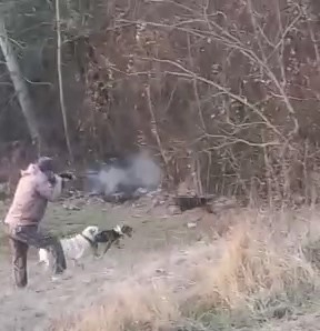 Avcıya domuz saldırdı