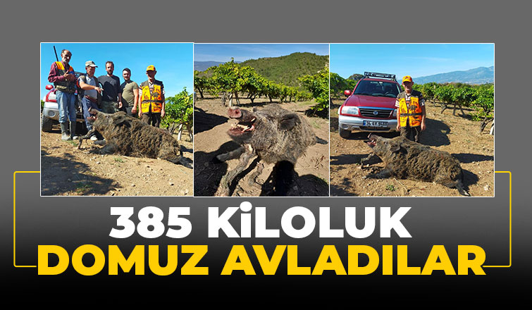 Avladıkları 385 kiloluk domuzla poz verdiler