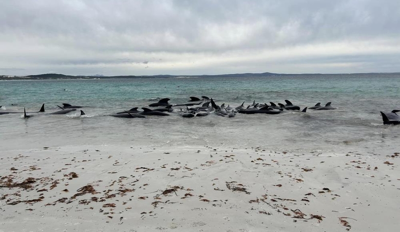 Avusturalya’da 51 pilot balina kıyıya vurdu