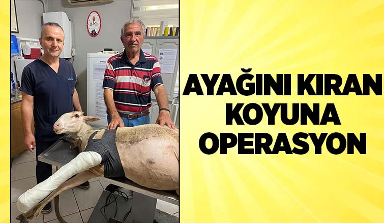 Ayağı kırılan koyuna operasyon