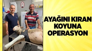 Ayağı kırılan koyuna operasyon