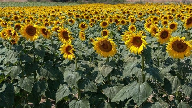 Ayçiçeğinin tonu 400 dolardan 700-725 dolara çıktı