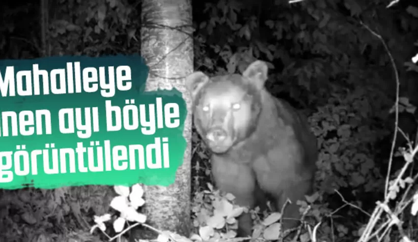 Ayı fotokapana yakalandı